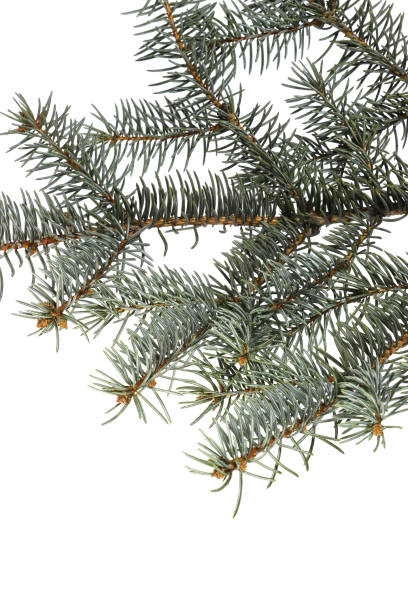 istock Image of a spruce branch on a white background. 1655306967