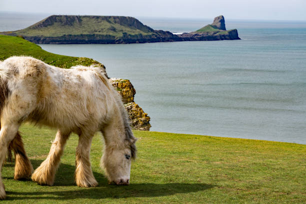 Ponies in Rhossili Gower Peninsula, South Wales rhossili bay stock pictures, royalty-free photos & images