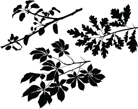 Set of vector branches, trace from my photos.