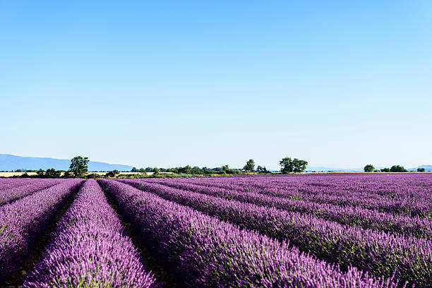 istock Lavender - Provence, France 165531952