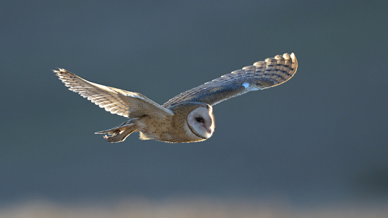On the morning hunt, a Barn Owl glides over the fields