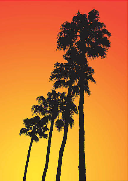 los angeles palmen - southern california palm tree beverly hills california california stock-grafiken, -clipart, -cartoons und -symbole