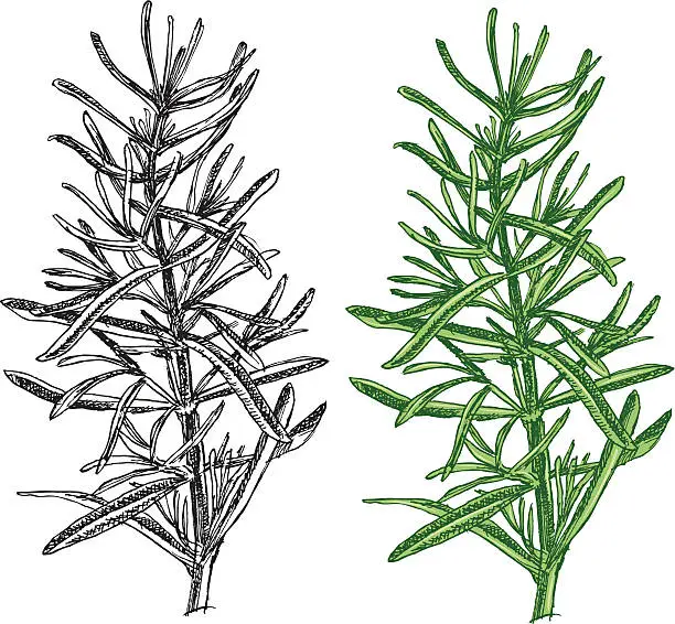Vector illustration of Rosemary - spice