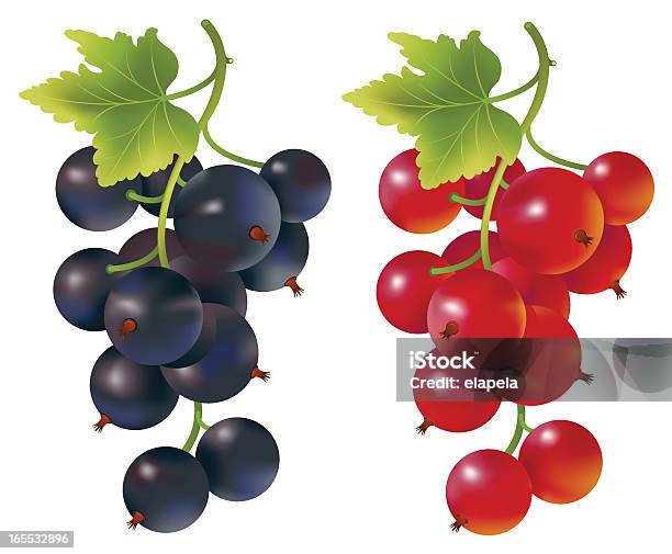 Ribes Rosso E Nero - Immagini vettoriali stock e altre immagini di Ribes nero - Ribes nero, Ribes - Frutti di bosco, Foglia