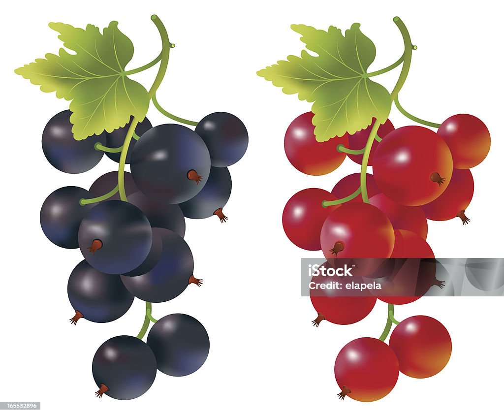 빨간색 및 검정색 커런트 - 로열티 프리 검은색 까치밥나무 열매 벡터 아트