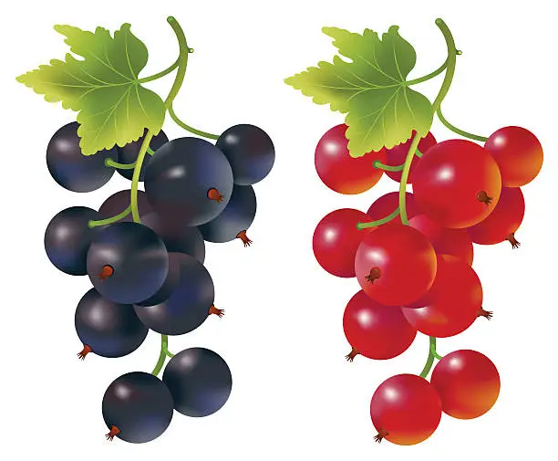 Vector illustration of Red and black currants