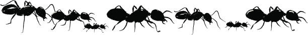 ants - medium group of animals illustrations stock illustrations