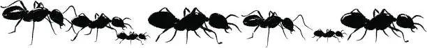 Vector illustration of A drawing of black ants on a white background