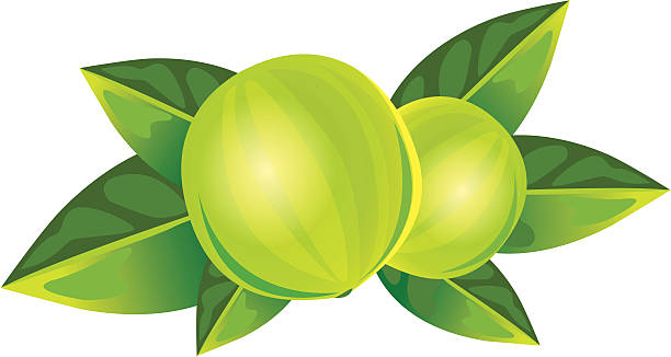 Monk Fruit vector art illustration