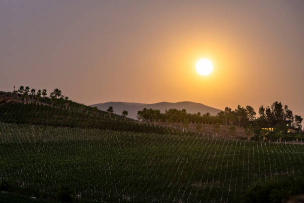 Temecula Valley Wine Country Vineyard at sunset