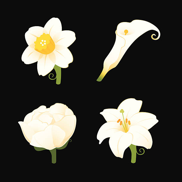 белый цветок иконки: нарцисс, calla lily, пион, - calla lily lily single flower white stock illustrations