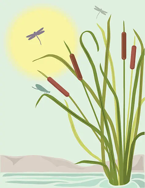 Vector illustration of Cattails and Dragonflies (Daytime)
