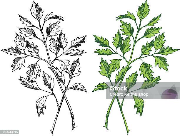 Pietruszkaherb Przyprawa - Stockowe grafiki wektorowe i więcej obrazów Bez ludzi - Bez ludzi, Grafika wektorowa, Ilustracja