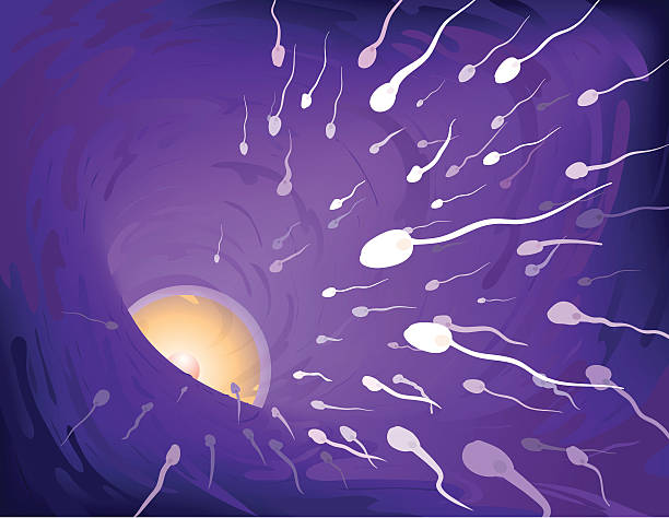 Human Sperm Meet Egg In Fallopian Tube Millions of sperm travel through a female fallopian tube, making their way towards an egg. If one succeeds, the egg will become fertilized. sperm stock illustrations