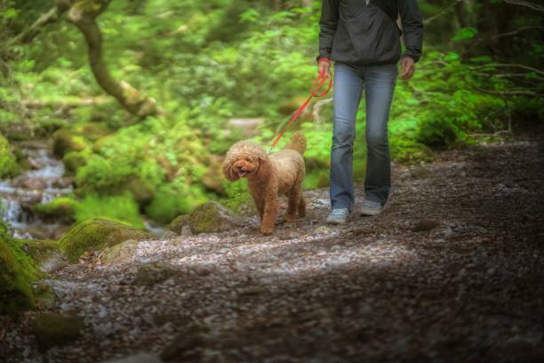 istock dog 429 Dog-walking 1655347200