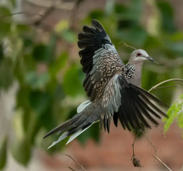 Photo of Spotted dove bird collecting nest material