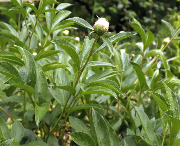 Photo of Image of a white peony flower bud with raindrops on the foliage.