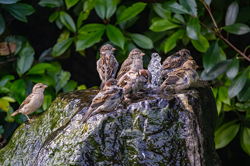 Group of sparrow birds bathing and taking care of plumage at water in garden, Germany