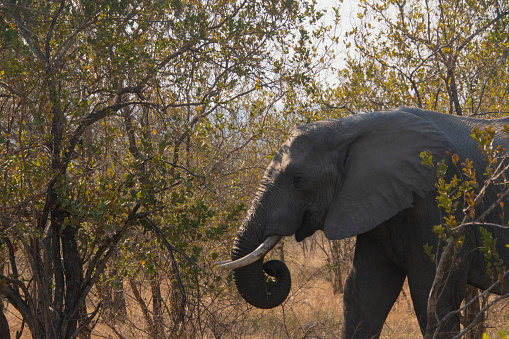 An African elephant raising its trunk to smell