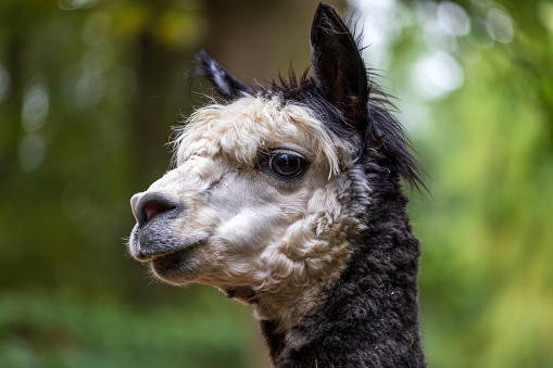 Portrait of adult black-white Alpaca on the green background