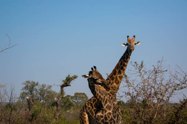 istock Two giraffes eating at Kruger National Park 1655362703