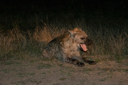 Wild hyena in the evening at Kruger National Park, South Africa