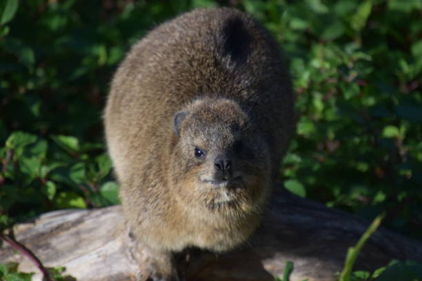 istock Close up of a cute Rock Hyrax at Storms River Mouth 1655365875