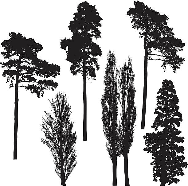 ilustraciones, imágenes clip art, dibujos animados e iconos de stock de colección de silueta de árbol de altura - álamo árbol