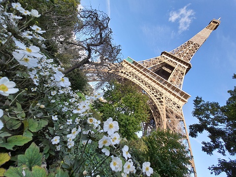 Eiffel Tower behind beautiful flowers with blue sky
