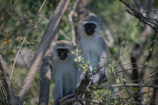 Two Vervet monkeys sitting on a tree branch in Kruger National Park, South Africa