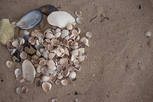 A bunch of shells of various shapes and colors on the beach sand.