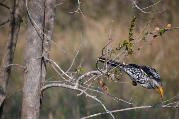 istock Yellow-billed Thorn bird at Kruger National Park 1655370324