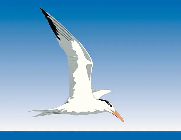 Vector illustration of Royal Tern in Flight