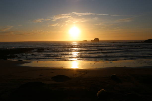 istock Seal laying on the beach during sunset 1655407269