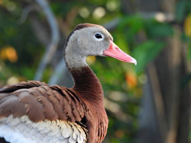 istock Black-bellied Whistling Duck (Dendrocygna autumnalis) - portrait 1655412212