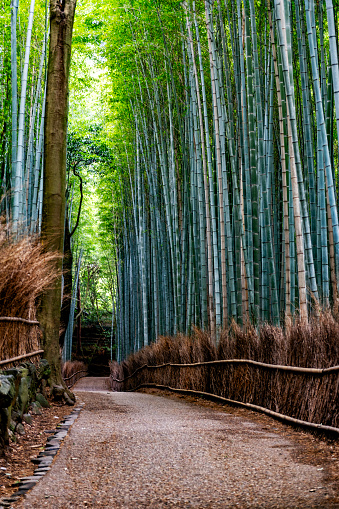The bamboo forest is one of the most suggestive natural sights in Kyoto. Here a photo taken early in the morning.