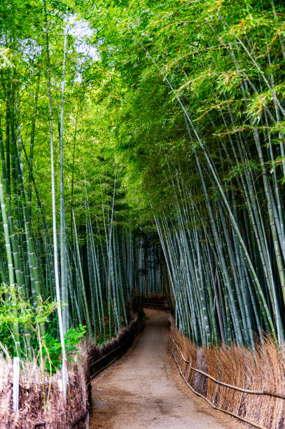 istock The bamboo forest in Kyoto, Japan 1655424623