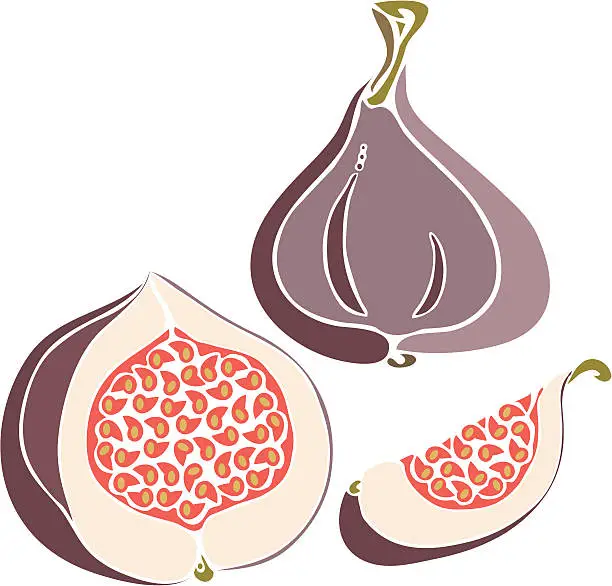 Vector illustration of Figs