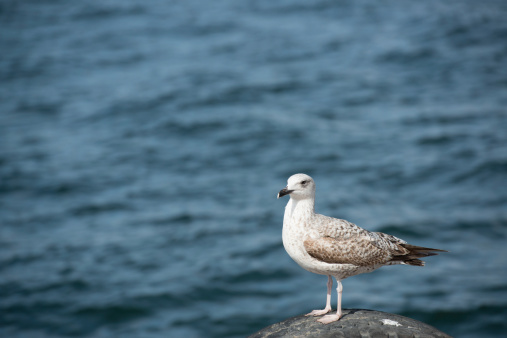 seagull on the wall