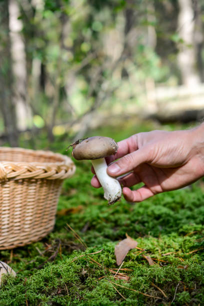 istock Man's hand picking mushrooms in the forest. 1655437036