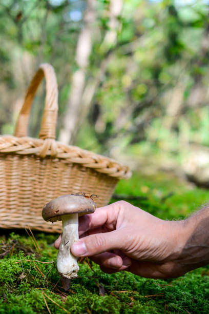 istock Man's hand picking mushrooms in the forest. 1655437396