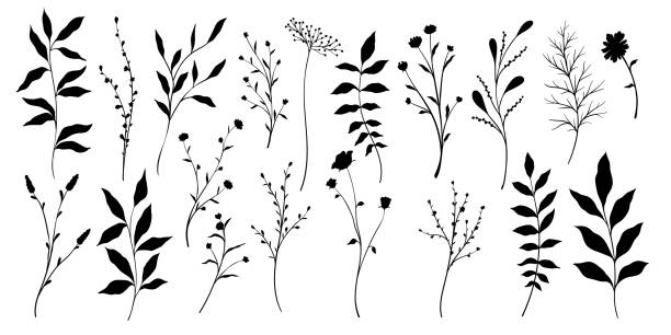 sada větví a listů sběru. květinová ručně kreslená vintage sada. ilustrace čárové grafiky náčrtu. design prvků pro přání a pozvánky na svatbu, narozeniny - stonek stock ilustrace