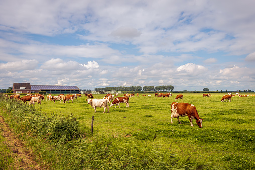 Red-and-white cows graze in the pasture at a modern Dutch farm in the province of North Brabant. There are many solar panels on the roof of the barn to generate sustainable electricity.