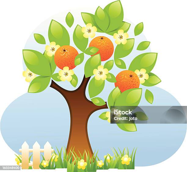 Апельсиновое Дерево — стоковая векторная графика и другие изображения на тему Без людей - Без людей, Векторная графика, Выращиваемый