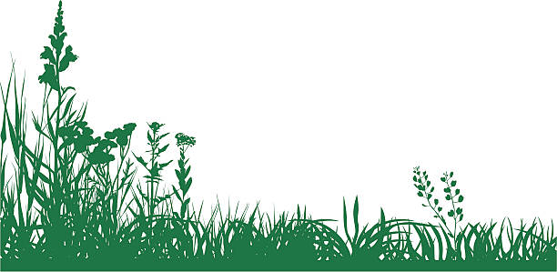 Green meadow Silhouette of summer blossomed meadow. meadow grass stock illustrations