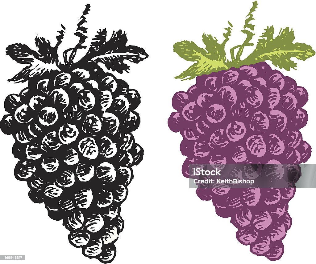 Grapes - Fruit Grapes, Fruit illustration. Sometimes a photograph is just too literal. Add the human element with artwork. Check out my "Vector Food and Utensils" light box for more. Food stock vector