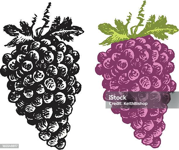 Grapes Fruit Stock Illustration - Download Image Now - Food, Food and Drink, Freshness