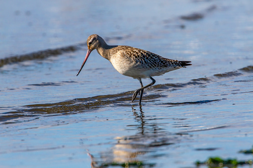 Bar-tailed Godwit looking for feeds in the tidal flat.