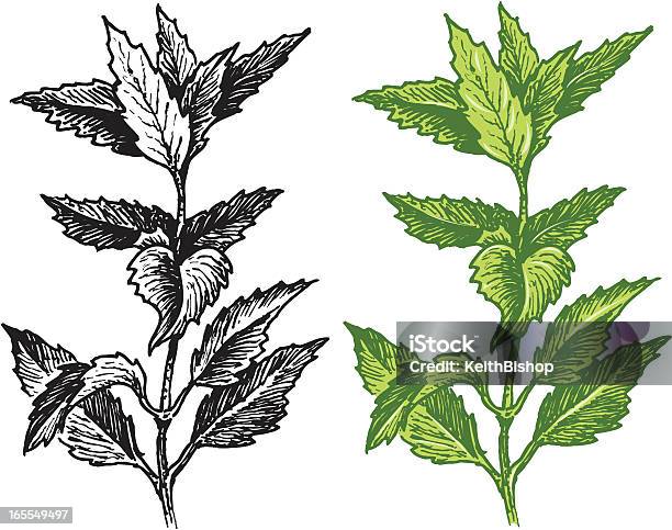 Vetores de Hortelã e mais imagens de Folha de menta - Culinária - Folha de menta - Culinária, Ilustração e Pintura, Alimentação Saudável