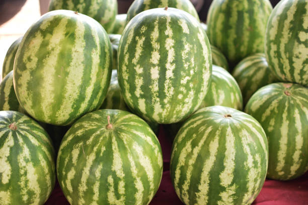 istock Many big sweet green watermelons. 1655501327